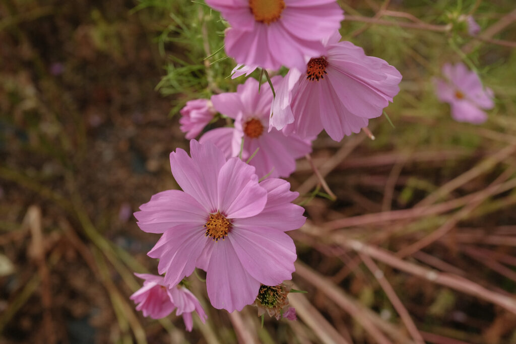 Strawberry Lane wedding venue in Berwick, Nova Scotia outdoor ceremony space